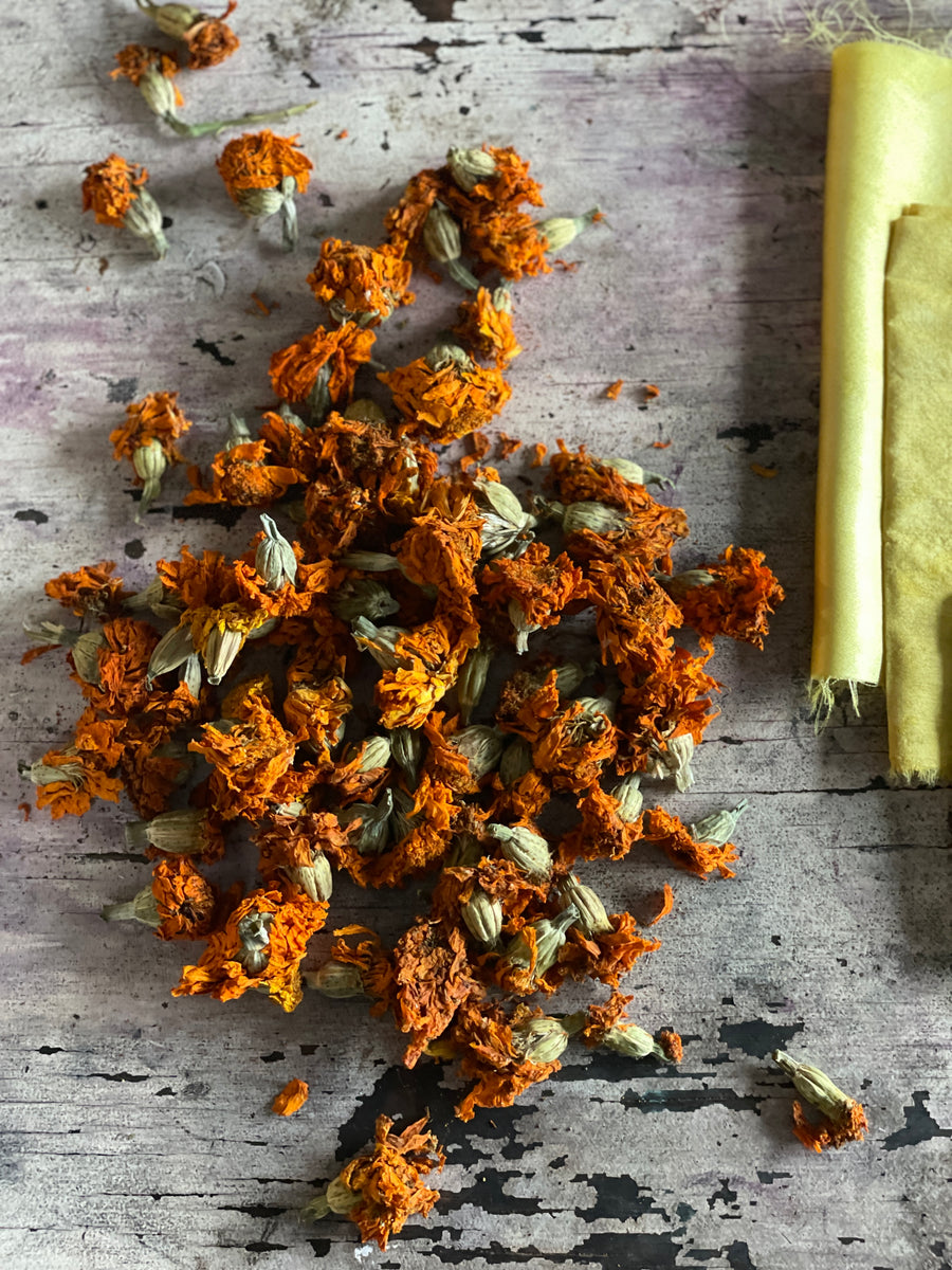 Organic & Locally Grown Marigold Dye Flowers